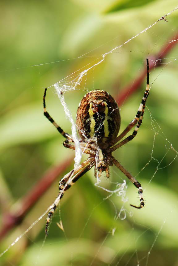 Argiope bruennichi